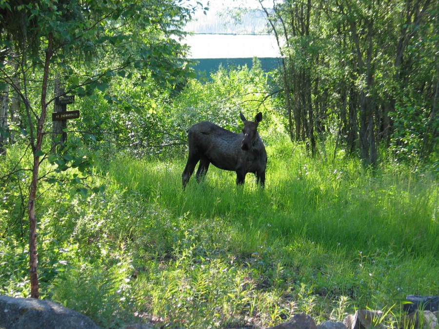 Alaska 27Jun-1Jul2007 EET 016